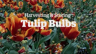 Harvesting and Storing Tulip Bulbs [upl. by Scheers]