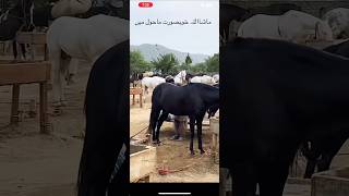 Pakistan horse beautiful horse shortvideo viralvideo [upl. by Orips403]