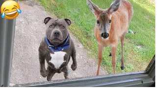 😻 New Funny Cats And Dogs Videos 2024 😆 Best Funniest Animal Videos 🤣 PART 27 [upl. by Pillsbury]