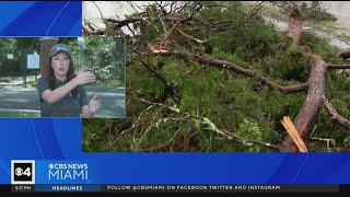 Massive tree falls on Florida Governors Mansion [upl. by Cahan]