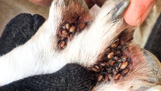 Dog Ticks Remove  Easy And Fast Way To Remove All Ticks From Poor Dog  Save Poor Dog EP 175 [upl. by Alvira]