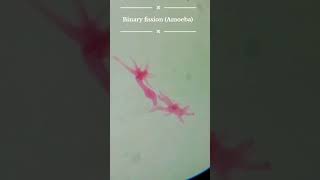 Binary fission in amoeba under microscope trending trendingshorts knowledge amoeba [upl. by Rise937]