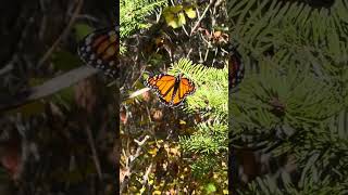 We finally have our 1st monarch… in September Superior National Forest Lutsen Minnesota [upl. by Ennovyahs]