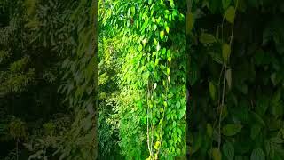 Black paper plant 🌱kali mirchshortvideo shorts happygardening plants [upl. by Auhsuoj301]