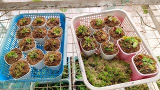 Replanting ng mga Order gardening flower nature plant petplantsph flytrap carnivorousplant [upl. by Nashbar]