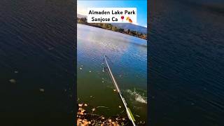 Fishing for bass at Almaden Lake Park fall time fishing bassfishing trendingshorts bayarea fyp [upl. by Naul]