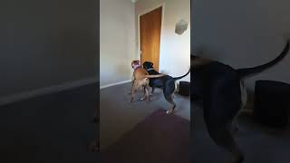 Xxl bully v Pitbull Girlpower [upl. by Martinson261]