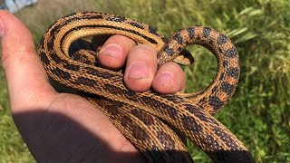 Aberrant 5050 Striped Gopher Snake  2019  vintage clips  3 [upl. by Woothen]