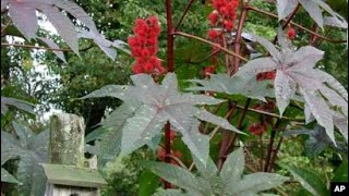 castor bean germination [upl. by Weight]