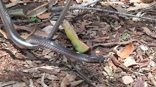 Eastern Small Eyed Snake Cryptophis nigrescens Elapidae [upl. by Gniy]