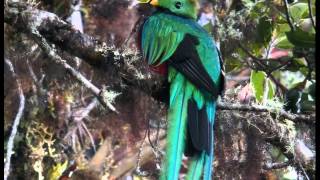 Quetzal o Quetzal Guatemalteco Cantando Sonido para Llamar El Mejor [upl. by Cher]