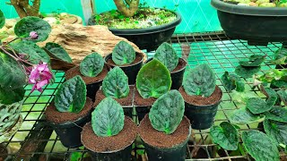 African Violet Propagation SaintpauliaNilgiri Garden Nursery [upl. by Ursal]