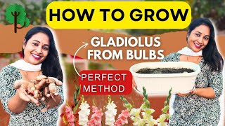 🟢How to Grow Gladiolus From Bulbs in the Perfect Method👌💯 [upl. by Enitsed]