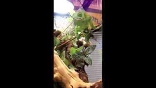 Sticky Tounged Mellers Chameleon at The Reptile Zoo [upl. by Bernadene899]