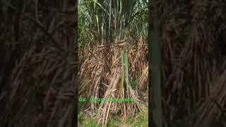 Gs Crop Science sugarcane 0118 motivation agricultral gs crop science farming cropscience [upl. by Edalb890]