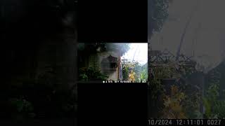 Rain didnt stop SPARROWS eating part 2 asmr nature short shorts wildlife [upl. by Damaris711]