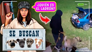 🕵🏻‍♀️ ¿ROBARON MI CASITA DE CAMPO ¡No hay NADA ¡Se Llevaron a mis Perritos 😭  CONNY MERLIN [upl. by Farrell]