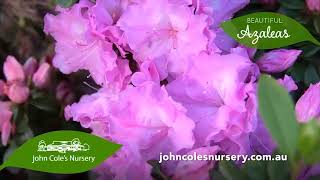 John Coles Nursery  Azaleas amp Plant Pots [upl. by Keese]