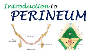 Chp28  P€RINEUM Introduction  BDC Vol2 Chp  Dr Asif Lectures [upl. by Verene815]