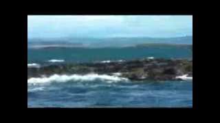 A Dreamy Farne Island Boat Trip [upl. by Ahsirahc]