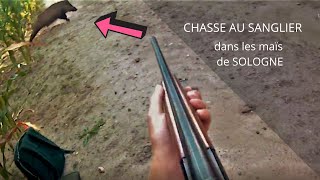 CHASSE AU SANGLIER  dans les maïs en Sologne 2020 [upl. by Erdah]