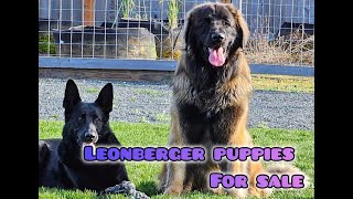 Leonberger Puppies For Sale in Cave Junction [upl. by Pet]