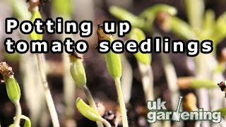 Potting up seedlings  Tomato Gardeners delight [upl. by Brigida]