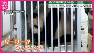 【中国へ出発】上野動物園のジャイアントパンダ2頭 朝の成田空港に多くのファン [upl. by Gnoht]