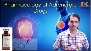 Sympathomimetics Pharmacology Part 2  Adrenergic Drugs Pharmacology  Adrenaline Pharmacology [upl. by Esmond]