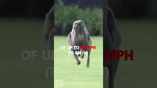 Cheetah vs Greyhound Dog Who Wins [upl. by Manson]