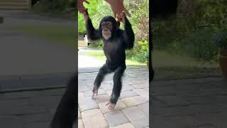 DANCING MONKEY [upl. by Grimaud]