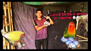 Love birds k bacha kab bara hota hai When does love birds baby grow love birds na eggs da diya [upl. by Shuping102]