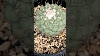 菊水 Strombocactus disciformis 2024 09 02 ＃shorts [upl. by Kirad]