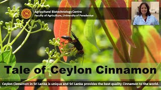 Tale of Ceylon Cinnamon Cinnamomum zeylanicum  Agricultural Biotechnology Centre [upl. by Pasol312]