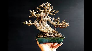 Bonsai Bouganville Shoin [upl. by Dekow]