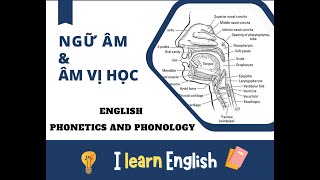 English Phonetics and Phonology lecture 5 [upl. by Peltier]