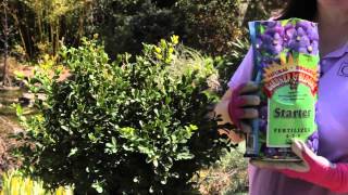 How to Grow Wintergreen Boxwoods  Grow Guru [upl. by Abby398]