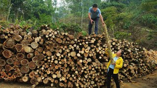 ROBERT and LIEU stored firewood for the coming winter Raising a large herd of pigs new family farm [upl. by Corissa]