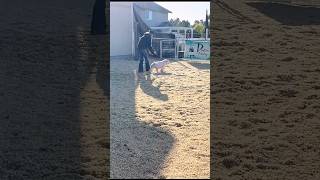 Working in the barn while Karis and Krew are gone Livestock Judging showpigs pigs [upl. by Seligman]