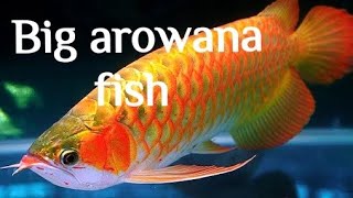 Big arowana fish redarowana [upl. by Enellij]