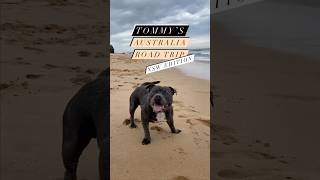 Tommy’s Australian Road Trip  NSW edition [upl. by Sosthena]