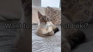 Kitten Surprised By The Sound Of Rain lokiandelena cat kitten catvideos lifeofacat rainsounds [upl. by Shurlocke]