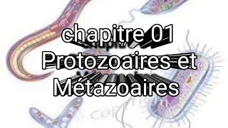 L3 parasitologie  chapitre 1 Protozoaires et Métazoaires [upl. by Meehyrb808]