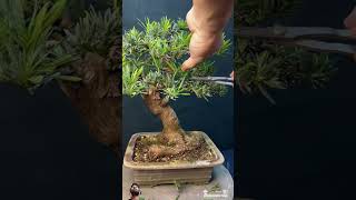 See how to graft dwarf tree at home shortstory realfoolsteamfunny vikram vikram pearwood [upl. by Papert902]