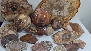 EAGems Petrified Wood Polished Pieces [upl. by Luna976]