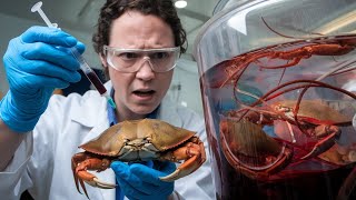 Scientists Harvest Blood from Rare Horseshoe Crabs [upl. by Wilhelm472]