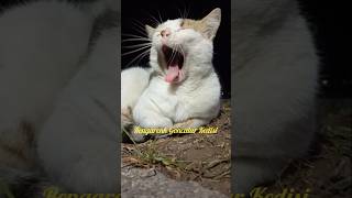 Rengarenk Goncalar Kedisi  Sevgili Kediler  Love Cats  cat animals cute funny [upl. by Enimzzaj607]