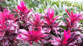 Cordyline fruticosa rubra  Palm Lily HD 03 [upl. by Terrence]