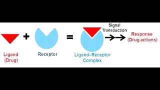 5 Pharmacodynamics [upl. by Vince201]