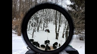 Wild Boar hunting in RomaniaChasse aux sangliers en RoumanieKeilerjagd in Rumänien [upl. by Aekin]